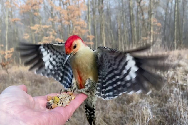 Imagens relaxantes em câmera lenta de pássaros comendo na mão estendida de uma fotógrafa