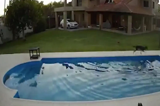 Cadela valente salva sua colega cega de morrer afogada depois que ela caiu na piscina