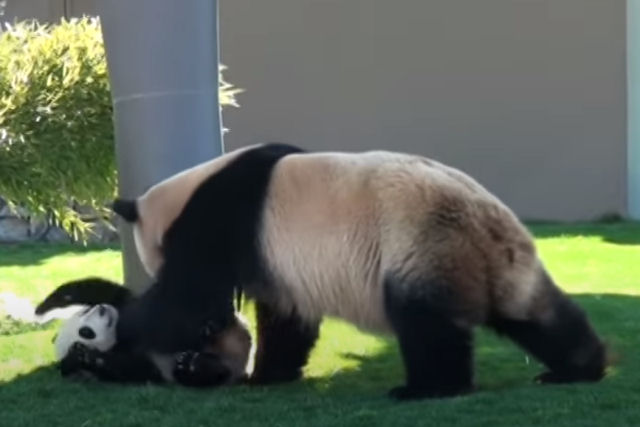 A fofura de uma mãe panda brincando com seu filhote