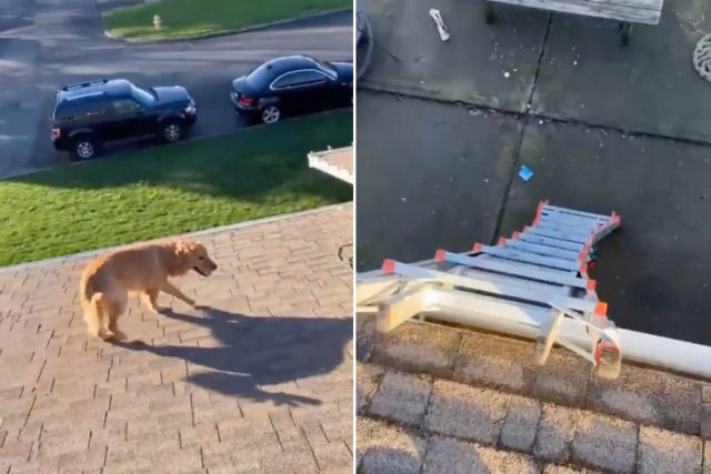 Teve que verificar sua câmera de vigilância para saber como seu cão apareceu no telhado