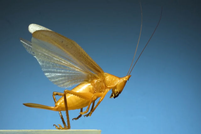 Câmera ultralenta mostra 11 espécies diferentes de insetos alçando voo