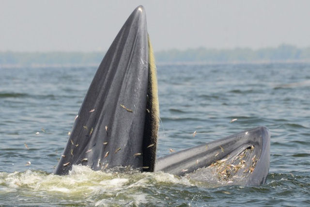 Drone grava baleia-de-bryde se alimentando de uma armadilha no Golfo da Tailândia