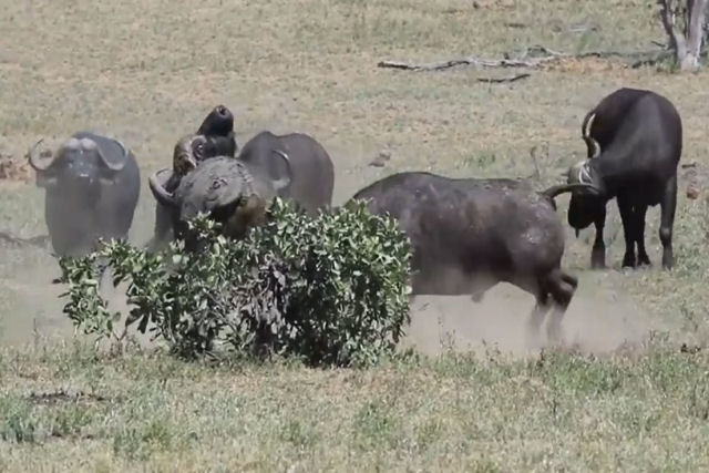 Cinco búfalos jovens se unem para expulsar um velho macho de um território em disputa