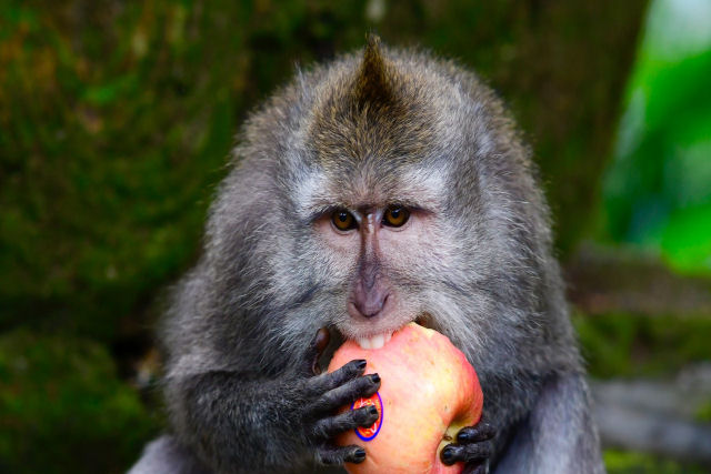 Macacos aprenderam a roubar objetos de valor para trocá-los por comida de melhor qualidade