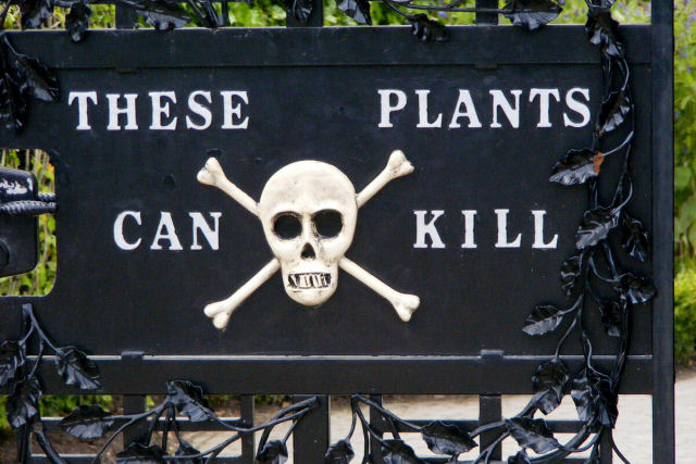 O jardim mais mortal do mundo: visite o Poison Garden de Alnwick em Northumberland, Inglaterra
