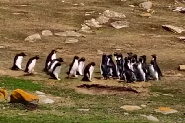 O que acontece quando um pinguim confuso sai no grupo errado