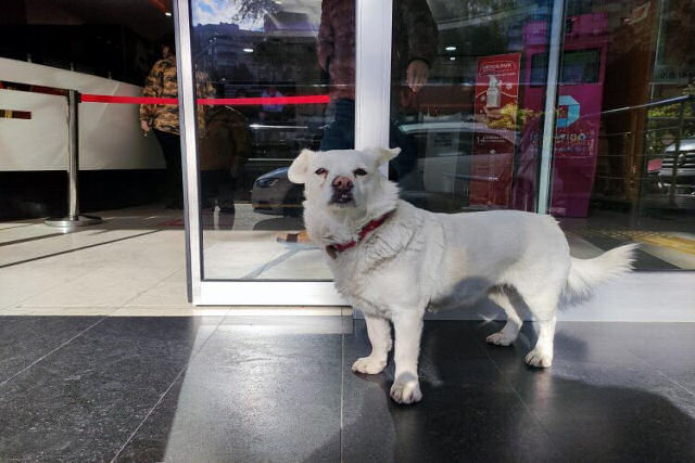 Cadelinha devota passa toda uma semana esperando por seu dono à entrada de um hospital