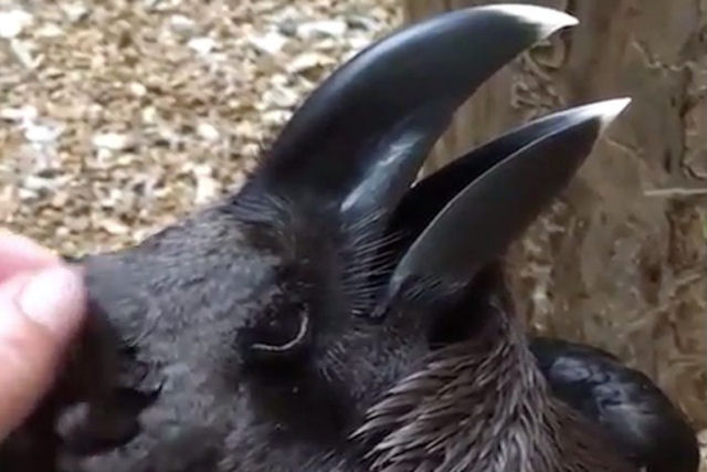 Vídeo de um corvo (ou é um coelho?) viralizou no Twitter e as pessoas estão seriamente confusas