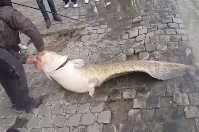Pescam um bagre enorme em pleno centro de Paris