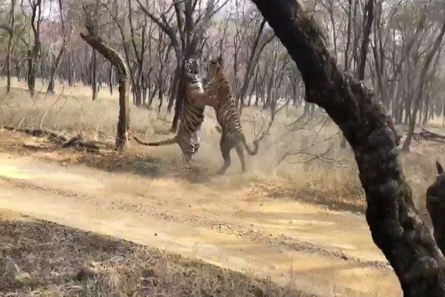 Guarda florestal grava o brutal confronto entre dois tigres em um parque nacional indiano