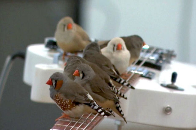 70 passarinhos tocam em uma sala cheia de guitarras