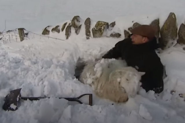 Galês resgata ovelhas enterradas na neve após três dias