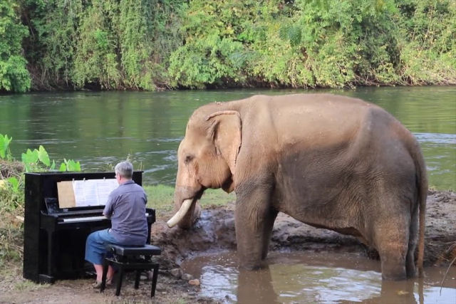Pianista interpreta clássicos para um idoso elefante resgatado do cativeiro