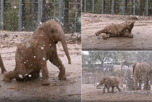Elefantinho faz a festa brincando na neve pela primeira vez