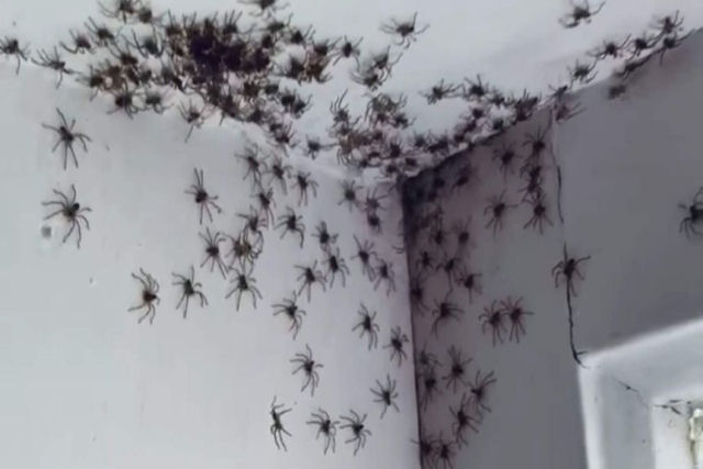 Quando a mudança no clima provoca uma praga de aranhas no quarto de seus filhos