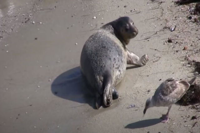 Gaivota observa curiosamente enquanto uma foca dá à luz um bebê