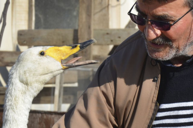 Turco e cisne resgatado são melhores amigos há 37 anos