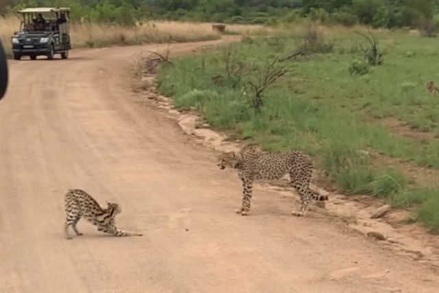 Um gato serval faz frente com sucesso a um guepardo
