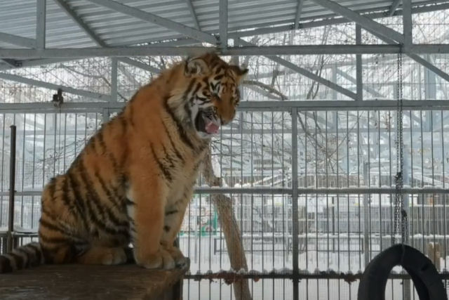 Tigre de um zoo russo 'grunhe' como um cãozinho e os zeladores dizem que é para chamar a atenção