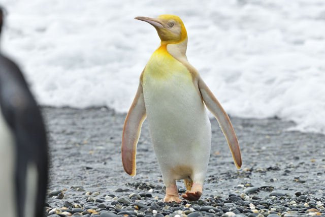 Um raro pinguim amarelo foi fotografado pela primeira vez em uma ilha da Geórgia do Sul