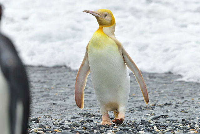 Um raro pinguim amarelo foi fotografado pela primeira vez em uma ilha da Gergia do Sul