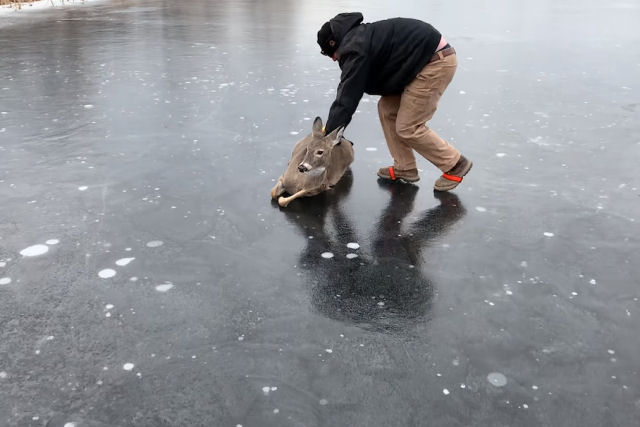 Homem compassivo salva um cervo preso no meio de uma lagoa congelada