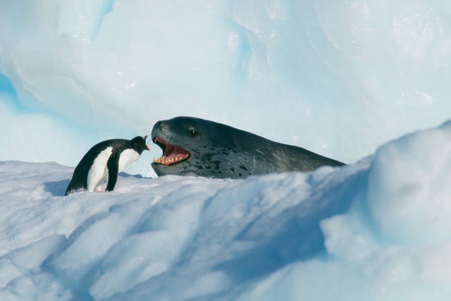 Confronto entre uma foca-leopardo e um pinguim foi incrivelmente bem filmado