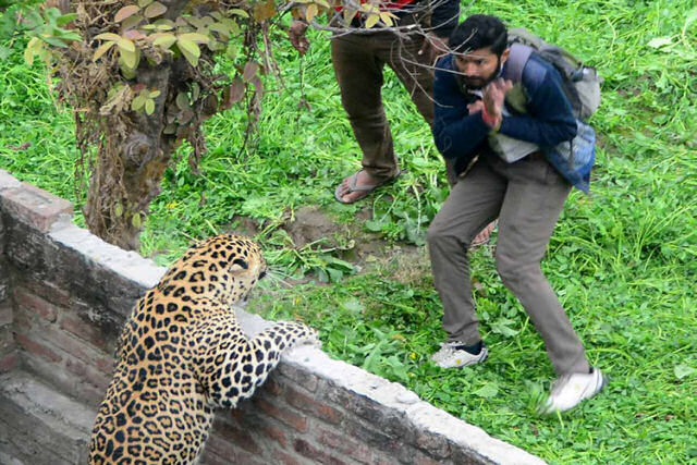 Indiano mata leopardo com as próprias mãos para proteger sua esposa e sua filha