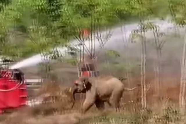 Elefantinho protege a mãe doente dos veterinários que tentam ajudá-la