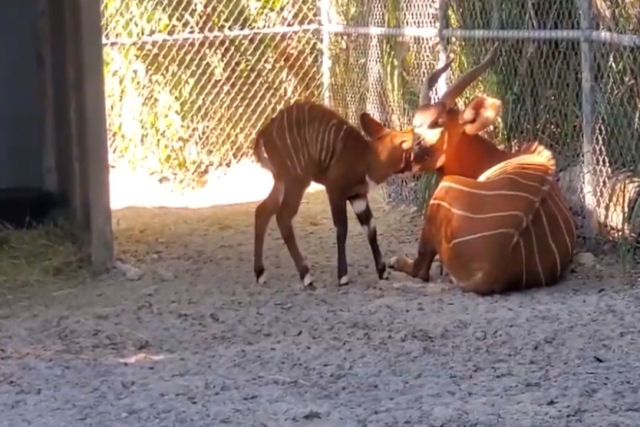 Nasce um bongo-oriental em um zoológico da Flórida
