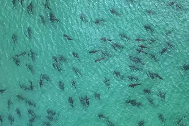 Drone registra grande cardume de tubarões pero de uma praia da Flórida