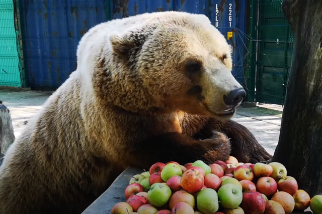 Urso adotado por aviadores russos converte-se em estrela das redes sociais