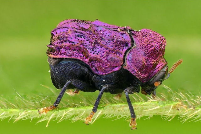 Este pequeno besouro amazônico parece usar uma capa de cor fúcsia brilhante