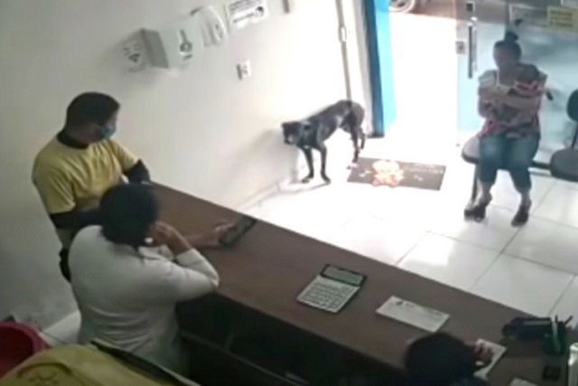 Cão de rua entra em uma clínica veterinária e mostra sua pata lesionada para 'pedir ajuda'