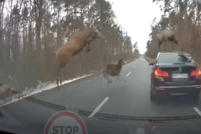 Bando de veados atropela uma BMW na Polônia