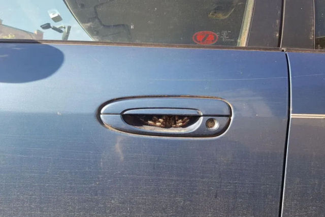 A foto viral desta aranha escondida na maçaneta de um carro não é Photoshop... é Austrália