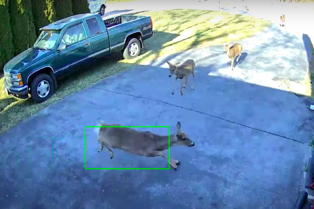 Grupo de cervos sai de um bosque, 'ataca' uma garagem e desata o caos