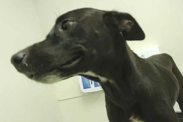 O final feliz do cãozinho que pediu ajuda na clínica no Ceará