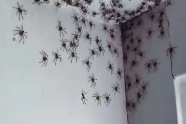 Milhões de aranhas estão fugindo às casas para escapar das inundações na Austrália