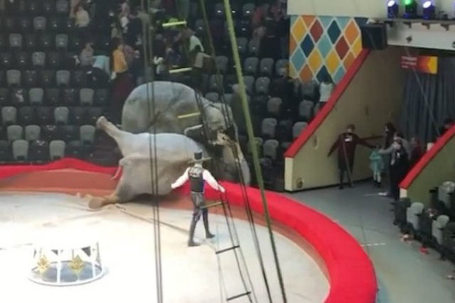 Dois elefantes brigam em plena atuação em um circo repleto de gente na Rússia