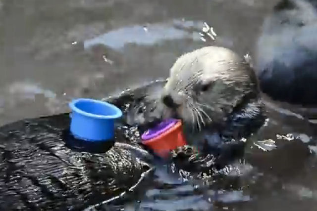 Lontra-marinha consegue empilhar copos na ordem correta