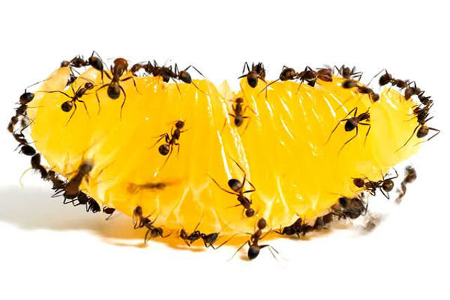 O time-lapse bizarramente cativante de formigas devorando um gomo de tangerina