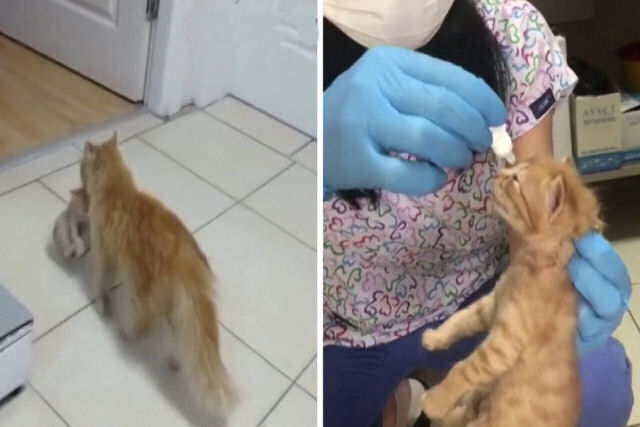 Gata amarela pede ajuda para seus gatinhos doentes em uma clínica na Turquia