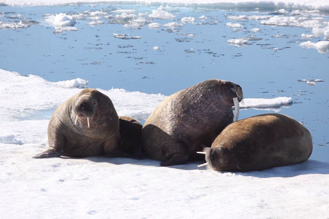 Incrível vídeo mostra um amontoado de morsas enormes em uma praia do Ártico