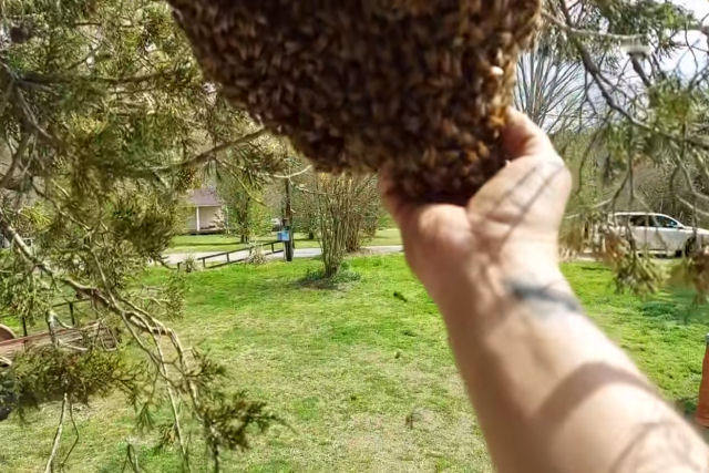 Apicultor remove um enorme enxame de abelhas levando a rainha com as mãos nuas