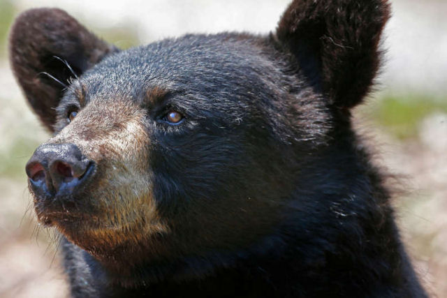 Misteriosa condição cerebral faz que ursos sejam amigáveis com humanos, e depois os mata