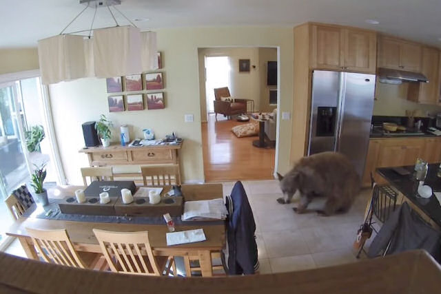 Jovem urso rebelde entra em uma casa é rapidamente perseguido por dois terriers minúsculos