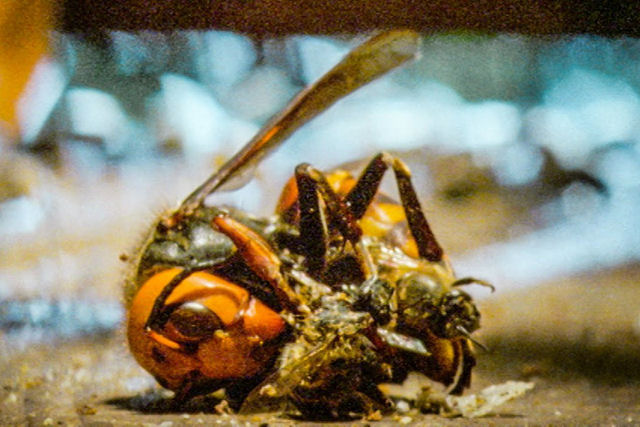 Abelhas japonesas matam a vespa-assassina assada