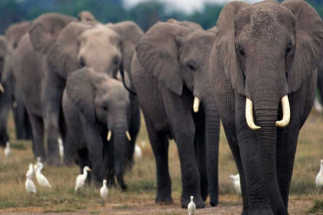 Caçador furtivo é pisoteado até a morte por uma manada de elefantes enquanto tentava fugir dos guardas-florestais