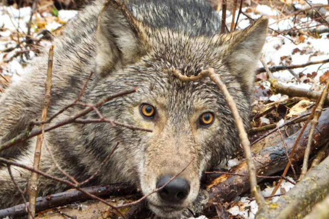Estas são as primeiras imagens da jornada de um lobo selvagem com uma câmera em sua coleira